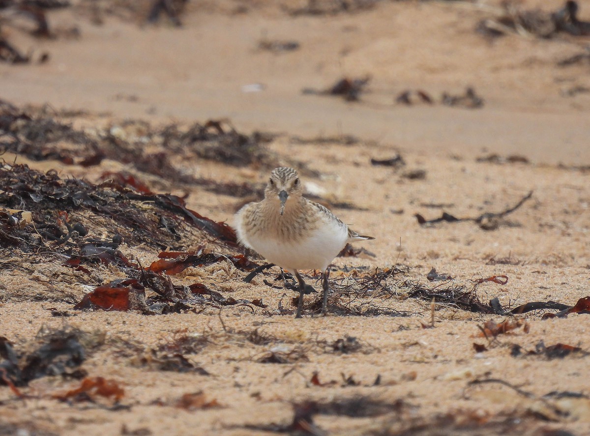 Baird's Sandpiper - ML263198881