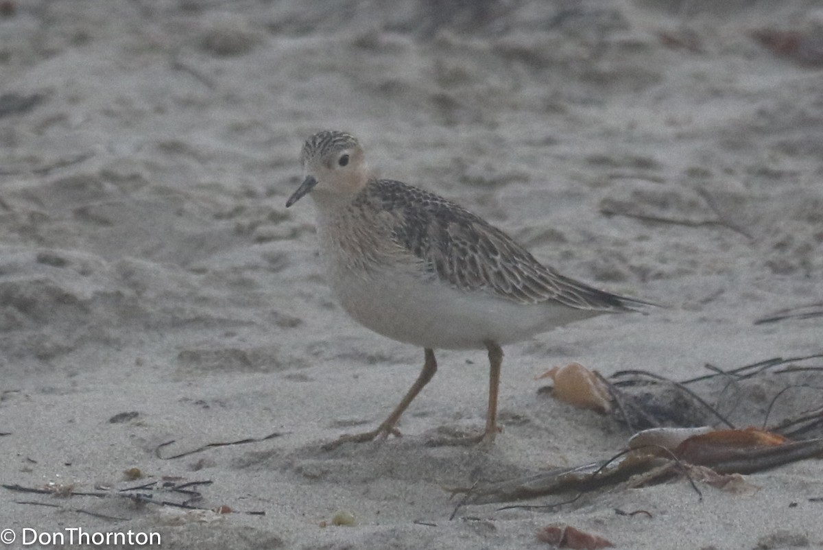 Buff-breasted Sandpiper - ML263198891