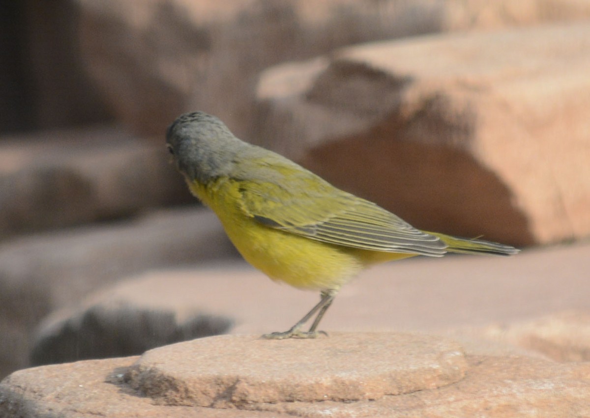 Nashville Warbler - ML263199321