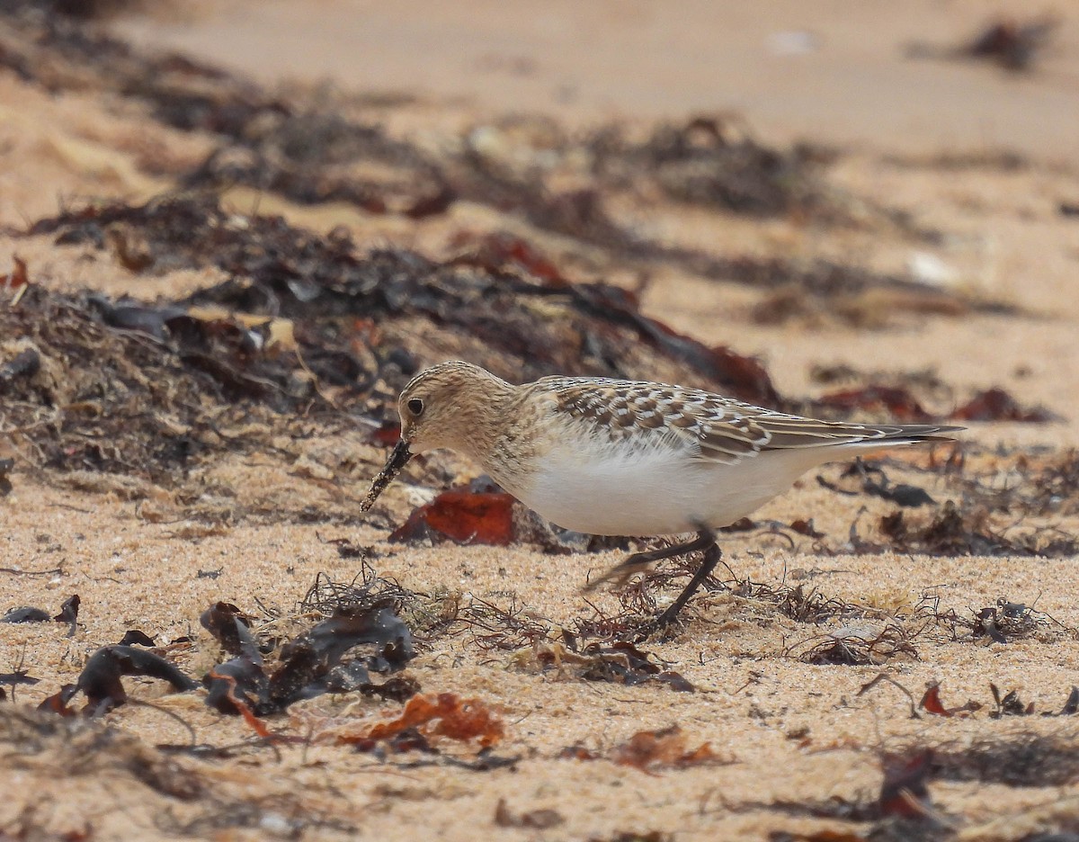 Baird's Sandpiper - ML263199641