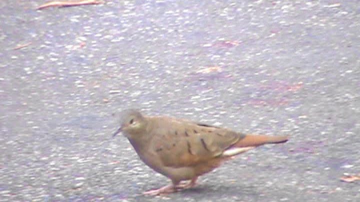 Ruddy Ground Dove - Carlos Eduardo Gussoni