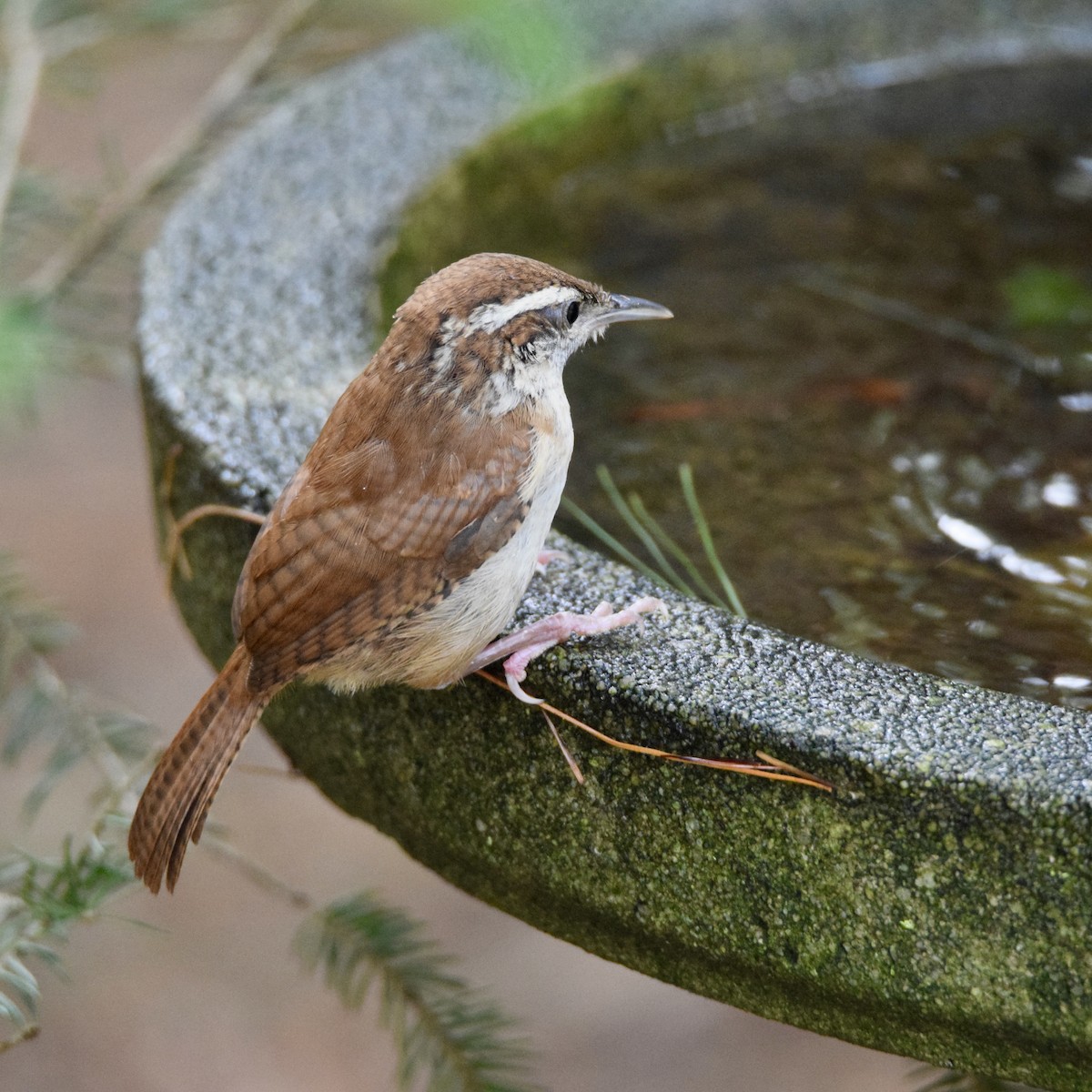 Carolina Wren - ML263201551