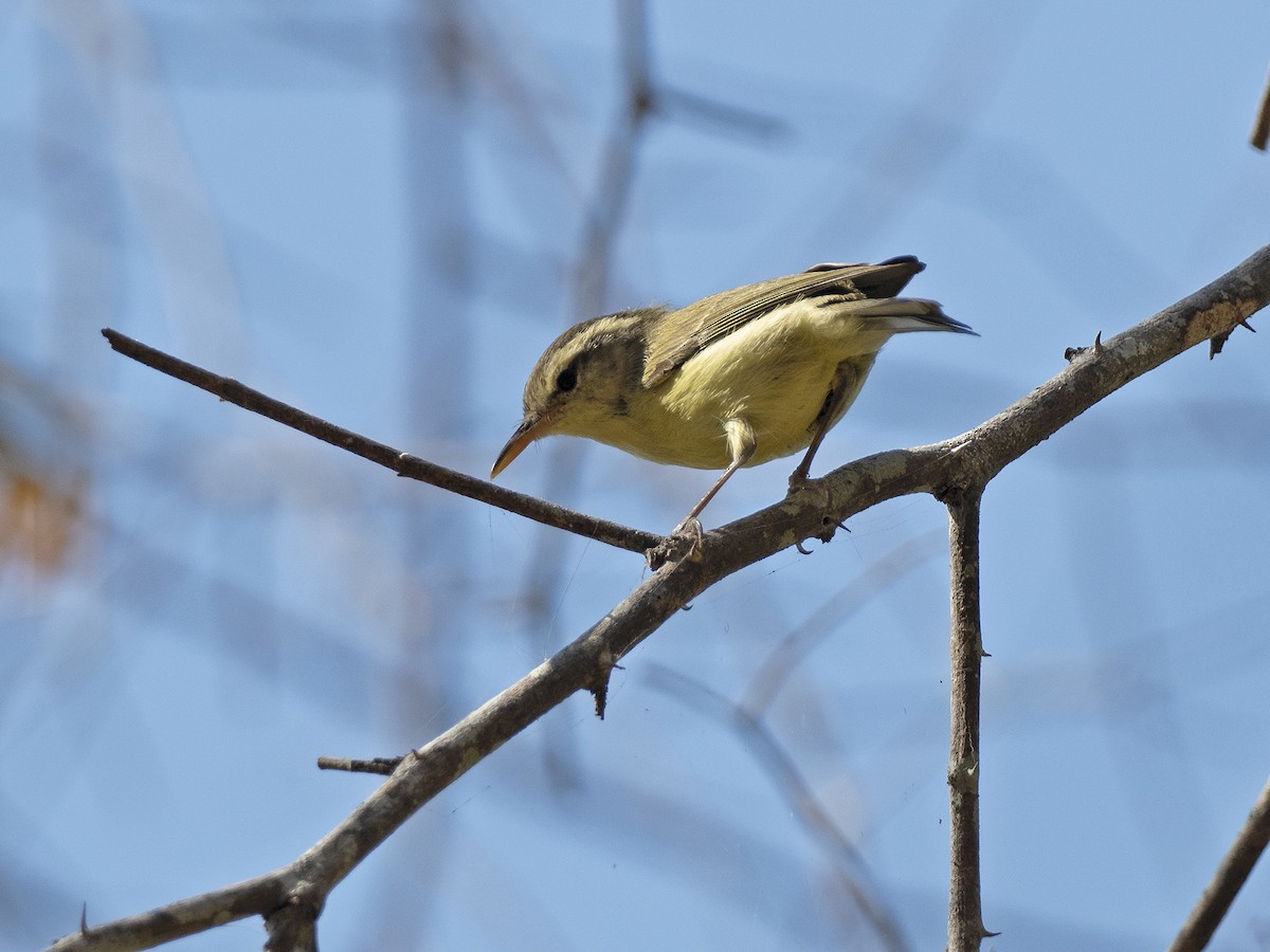 Rote Leaf Warbler - ML263201791