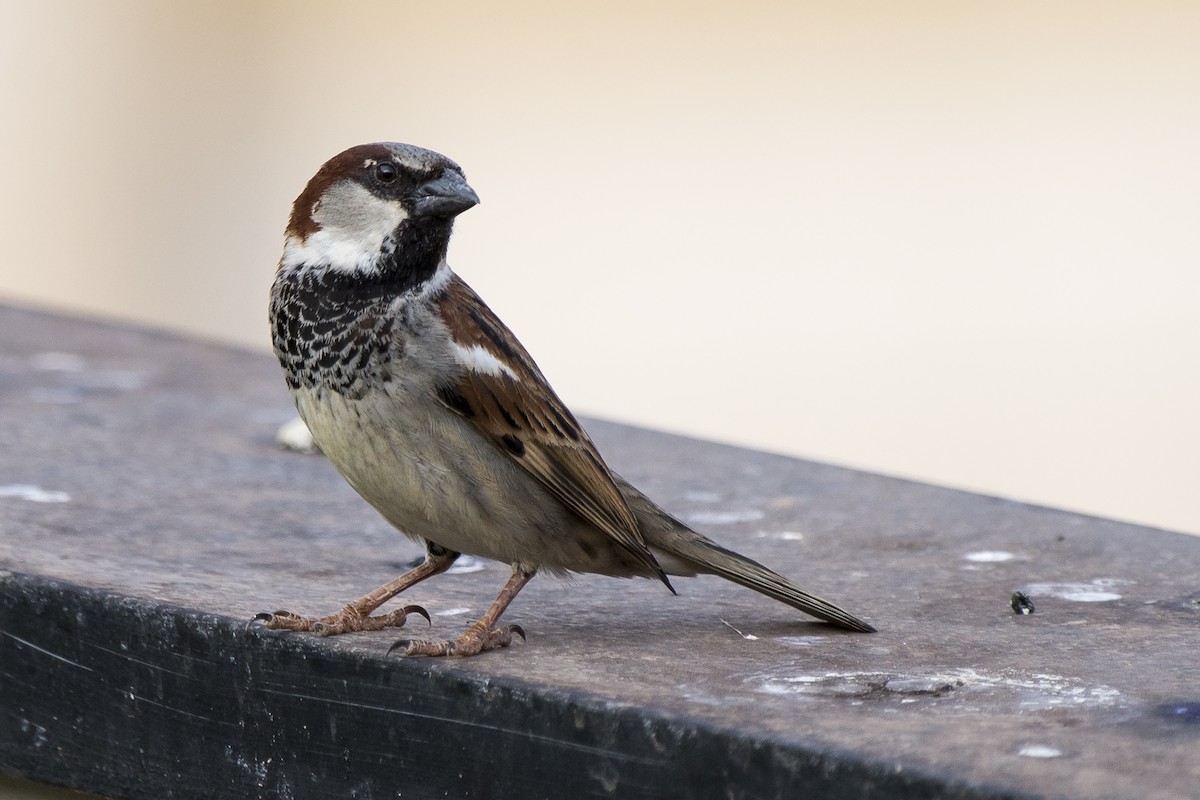 House Sparrow - ML263202551