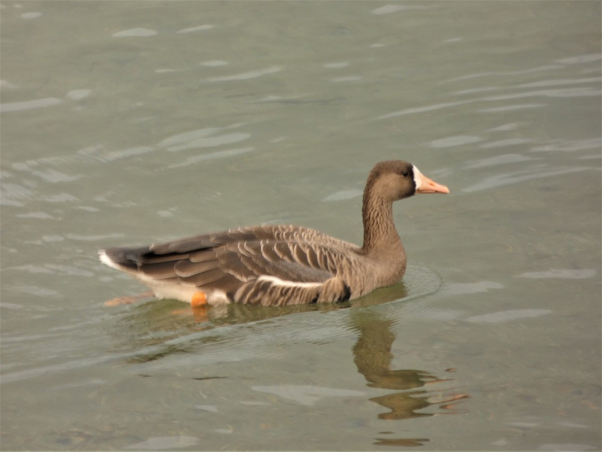 Greater White-fronted Goose - Janice Arndt