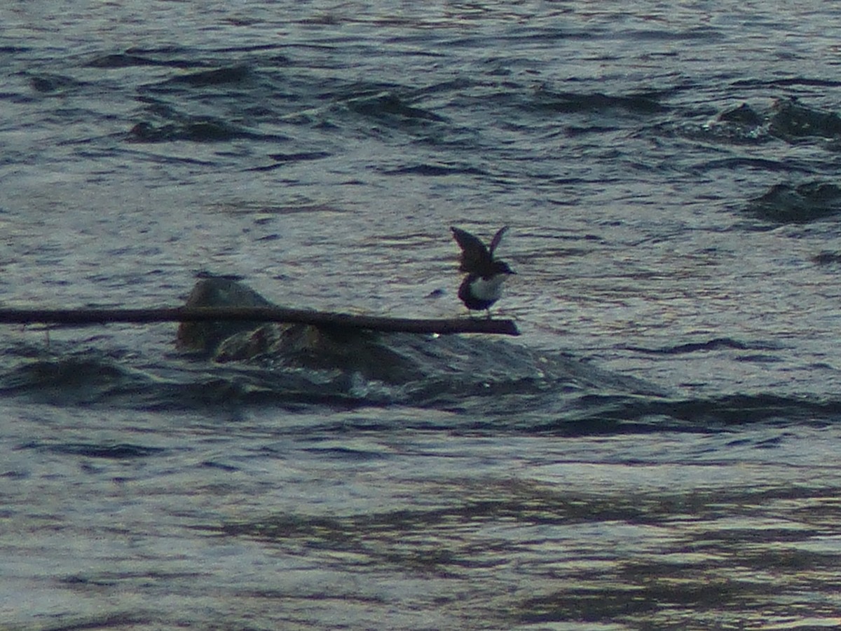 White-throated Dipper - ML263205331