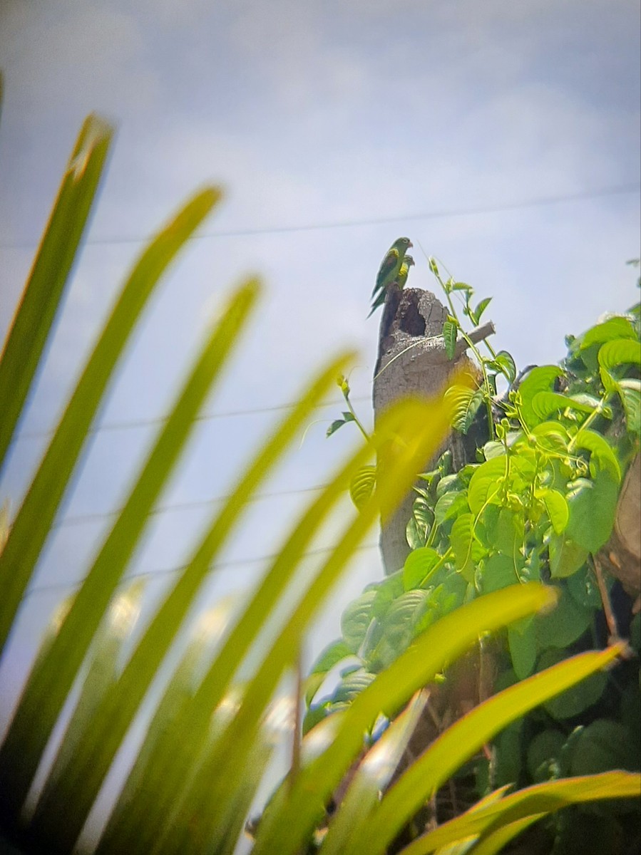 Orange-chinned Parakeet - Andres Martinez D