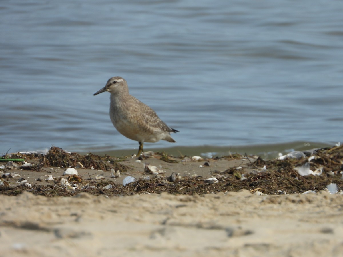 Red Knot - ML263206591