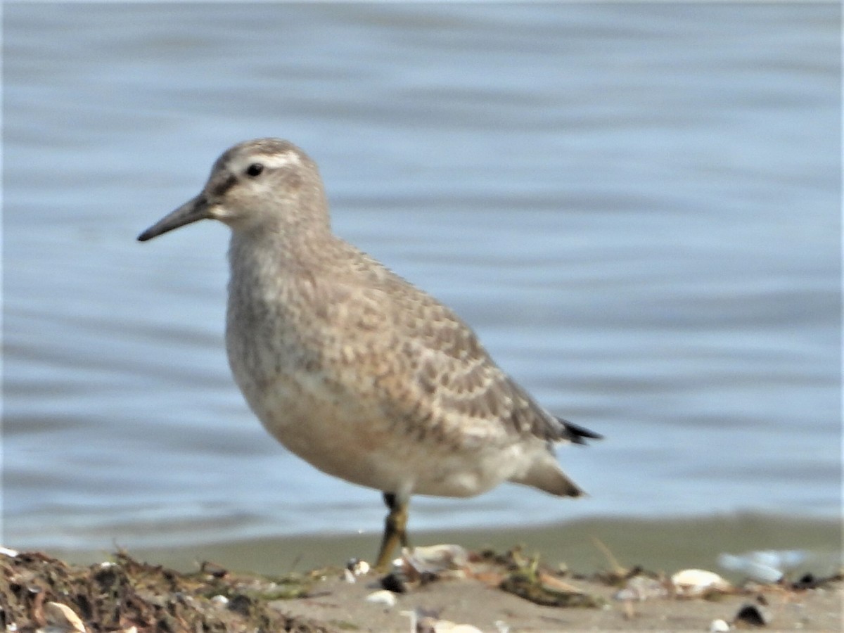 Red Knot - ML263206951