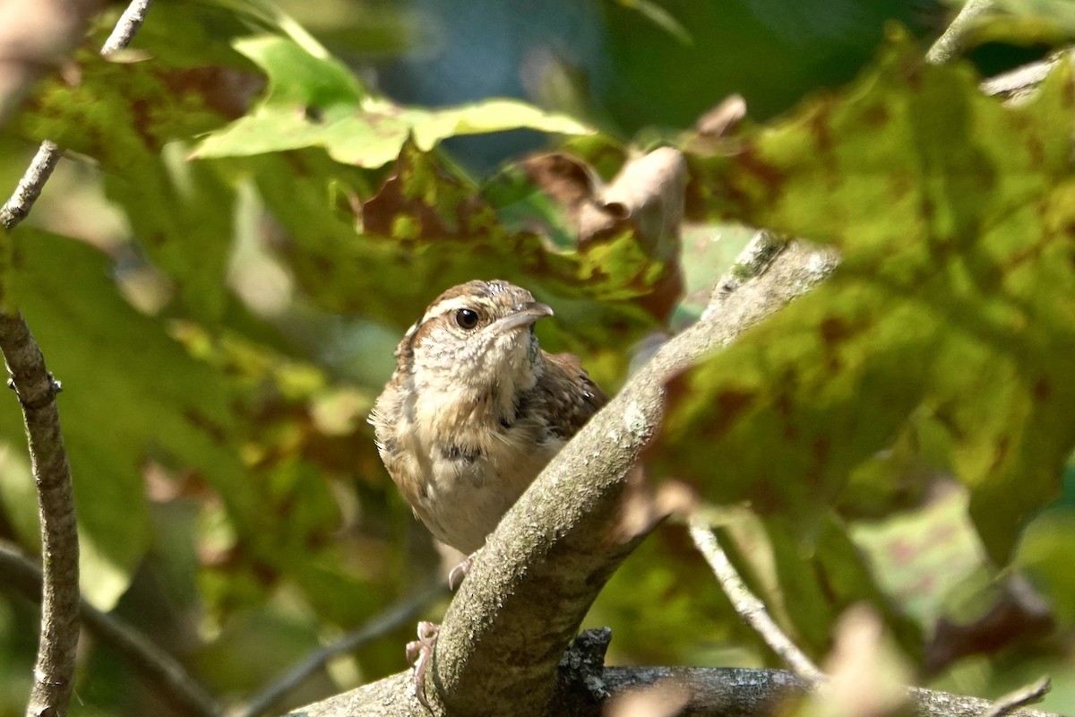 Carolina Wren - ML263211701