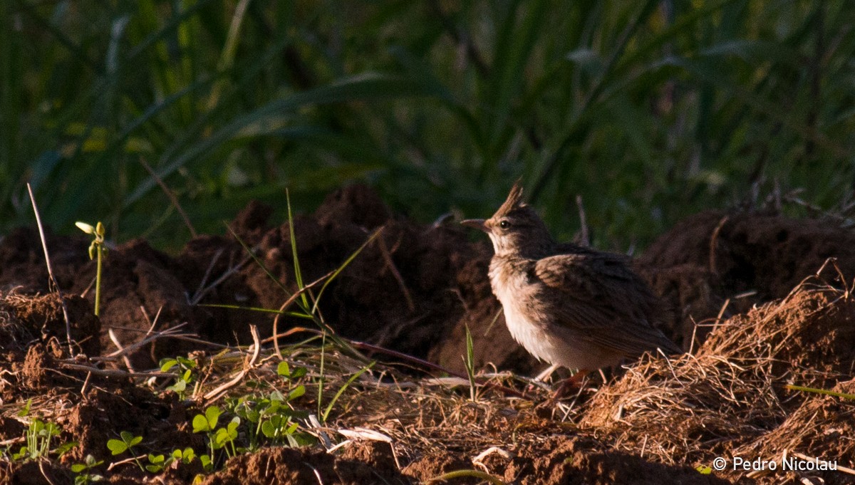 Crested Lark - ML26321251