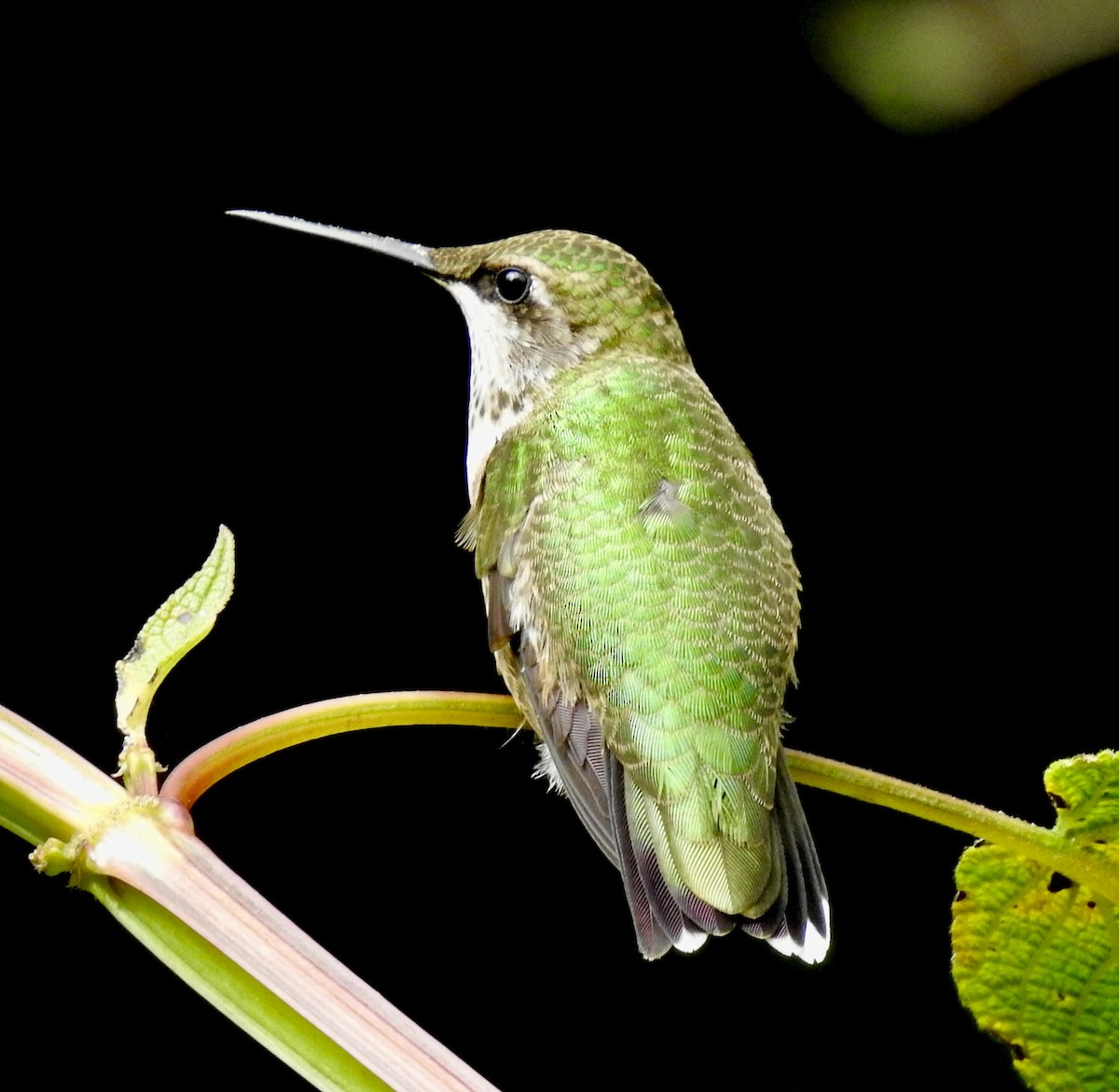 Ruby-throated Hummingbird - Van Remsen