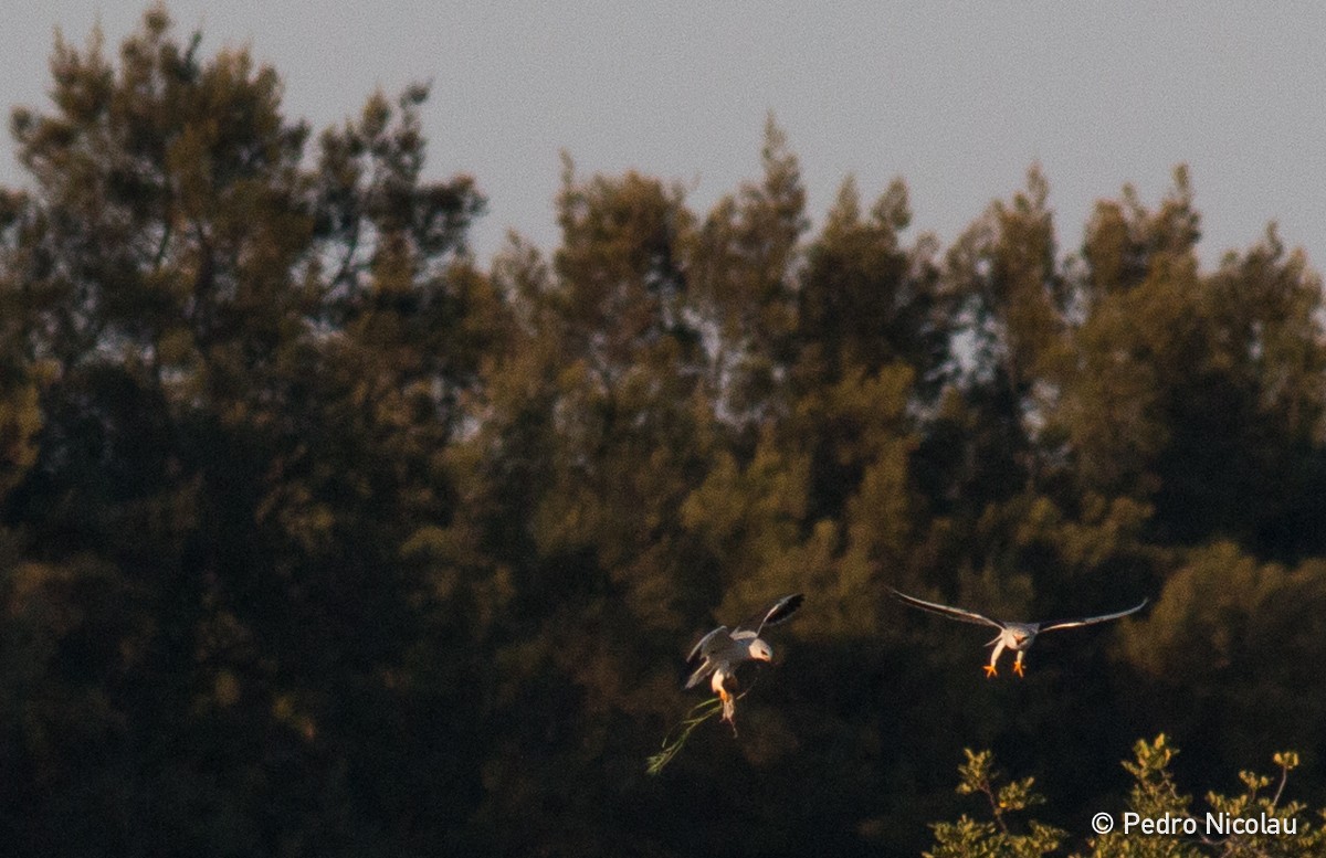 Black-winged Kite - ML26321301