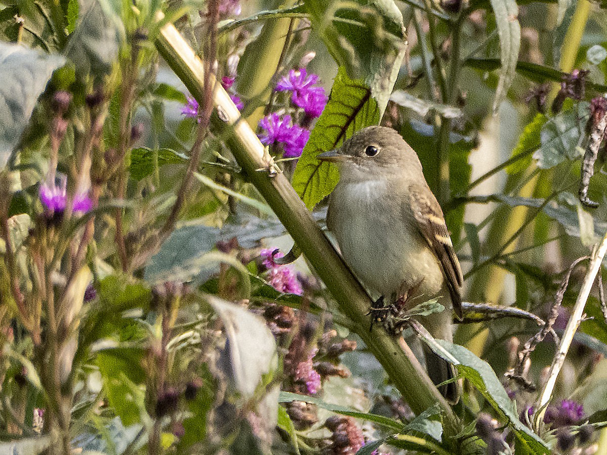 Alder/Willow Flycatcher (Traill's Flycatcher) - ML263213411