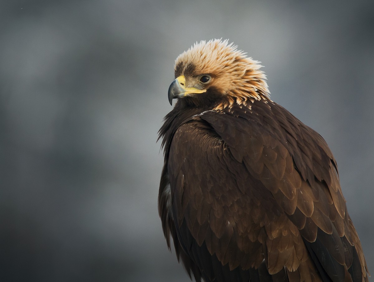 Golden Eagle - ML263214021