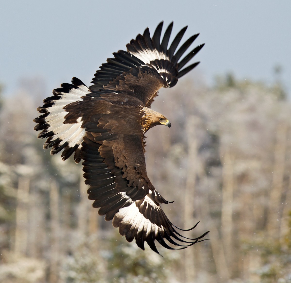 Águila Real - ML263214871