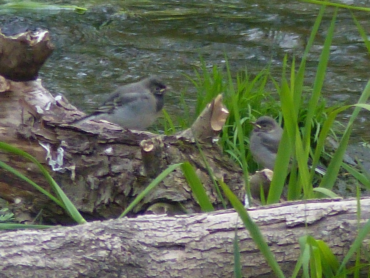 White Wagtail - ML263215541