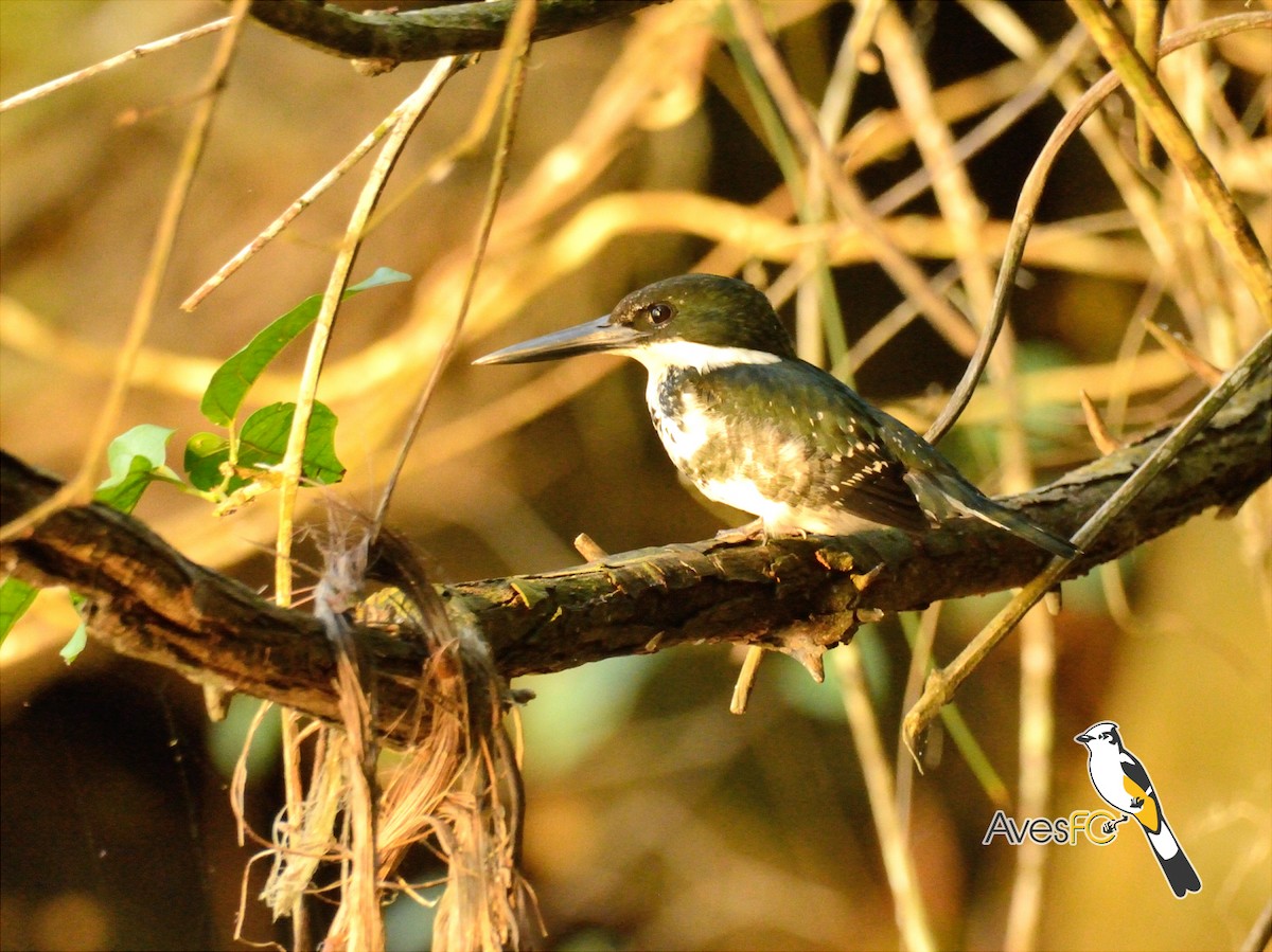 Green Kingfisher - ML26321661