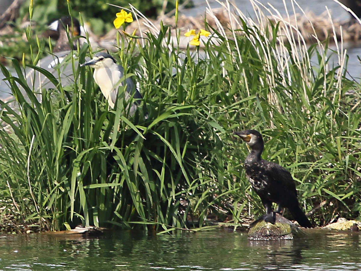 Black-crowned Night Heron - ML263217331