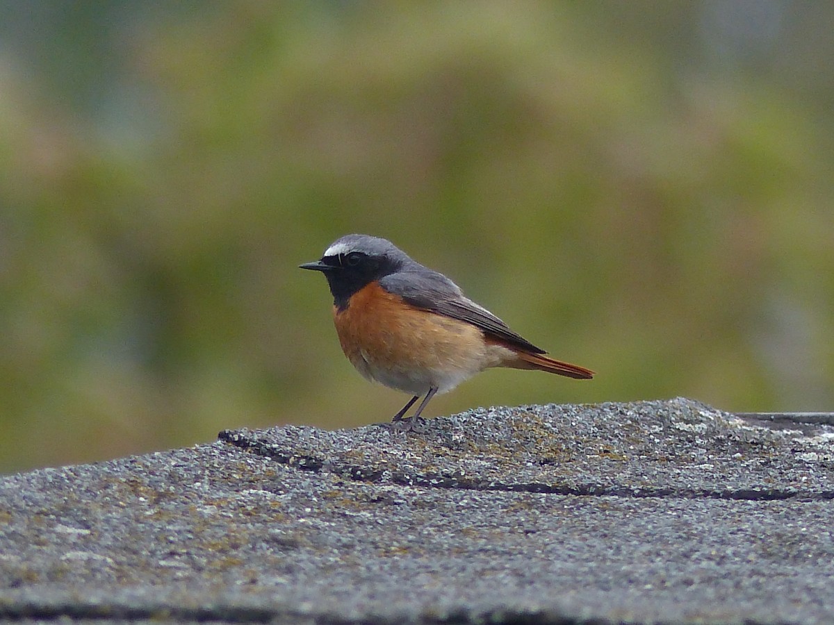 Common Redstart - ML263217381