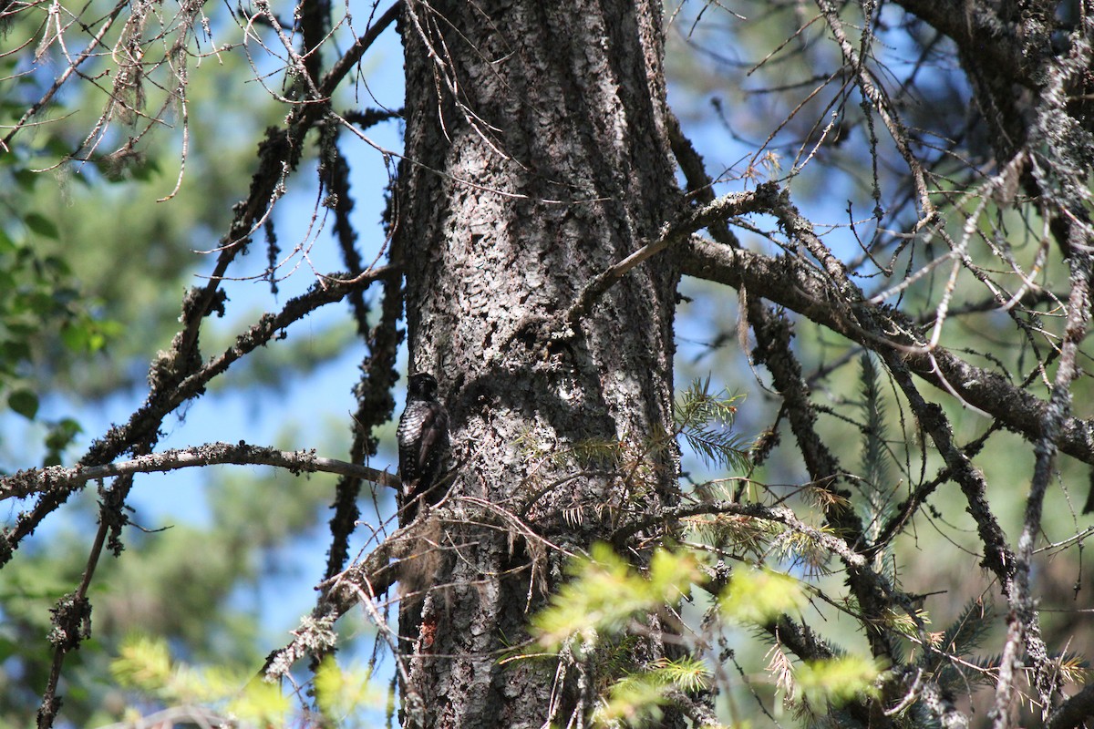 American Three-toed Woodpecker - ML263218211