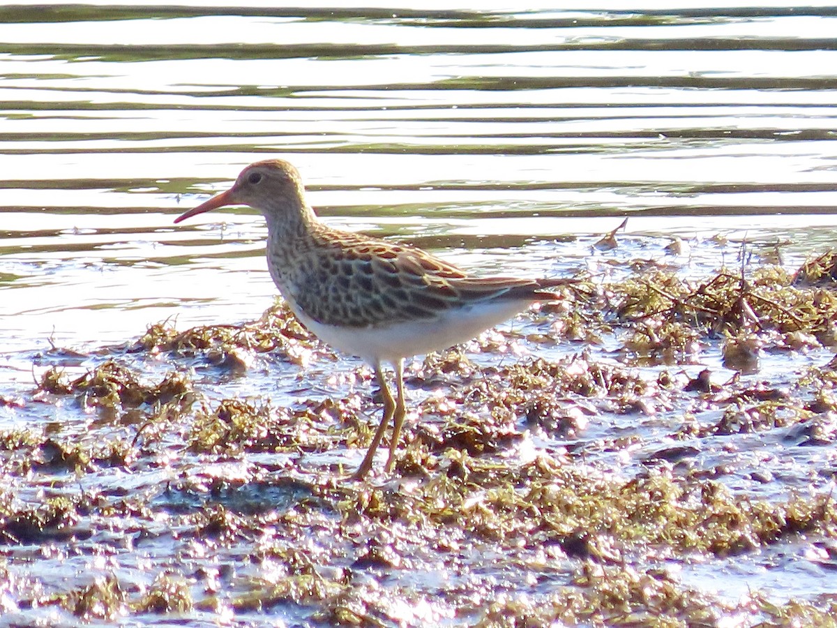 Piovanello pettorale - ML263218291