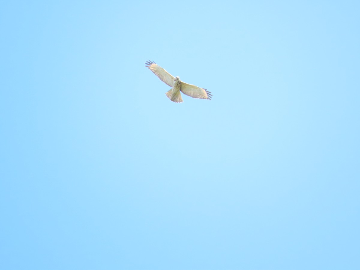 Red-shouldered Hawk - ML263218341