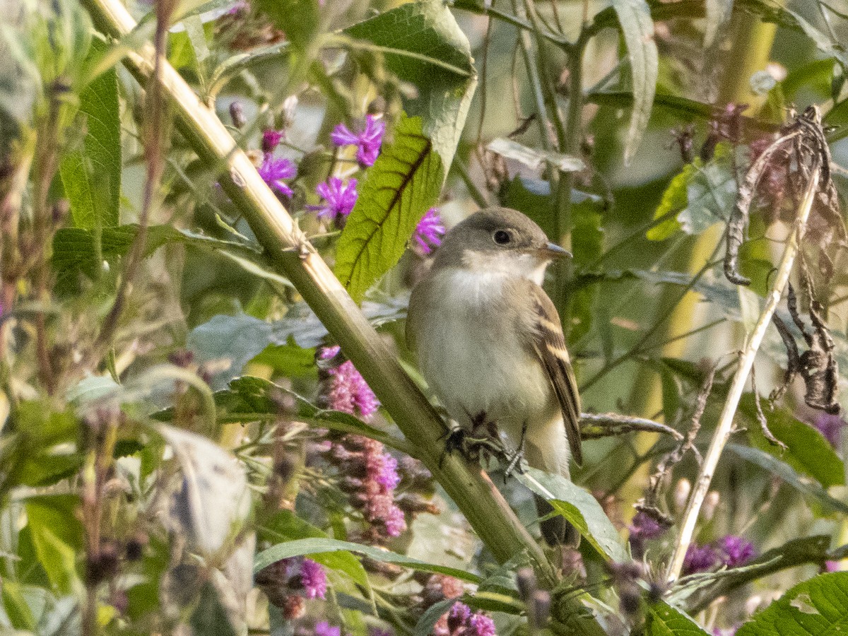 Alder/Willow Flycatcher (Traill's Flycatcher) - ML263218681