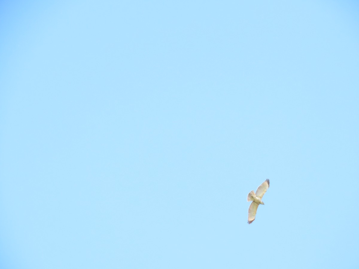 Red-shouldered Hawk - ML263218761