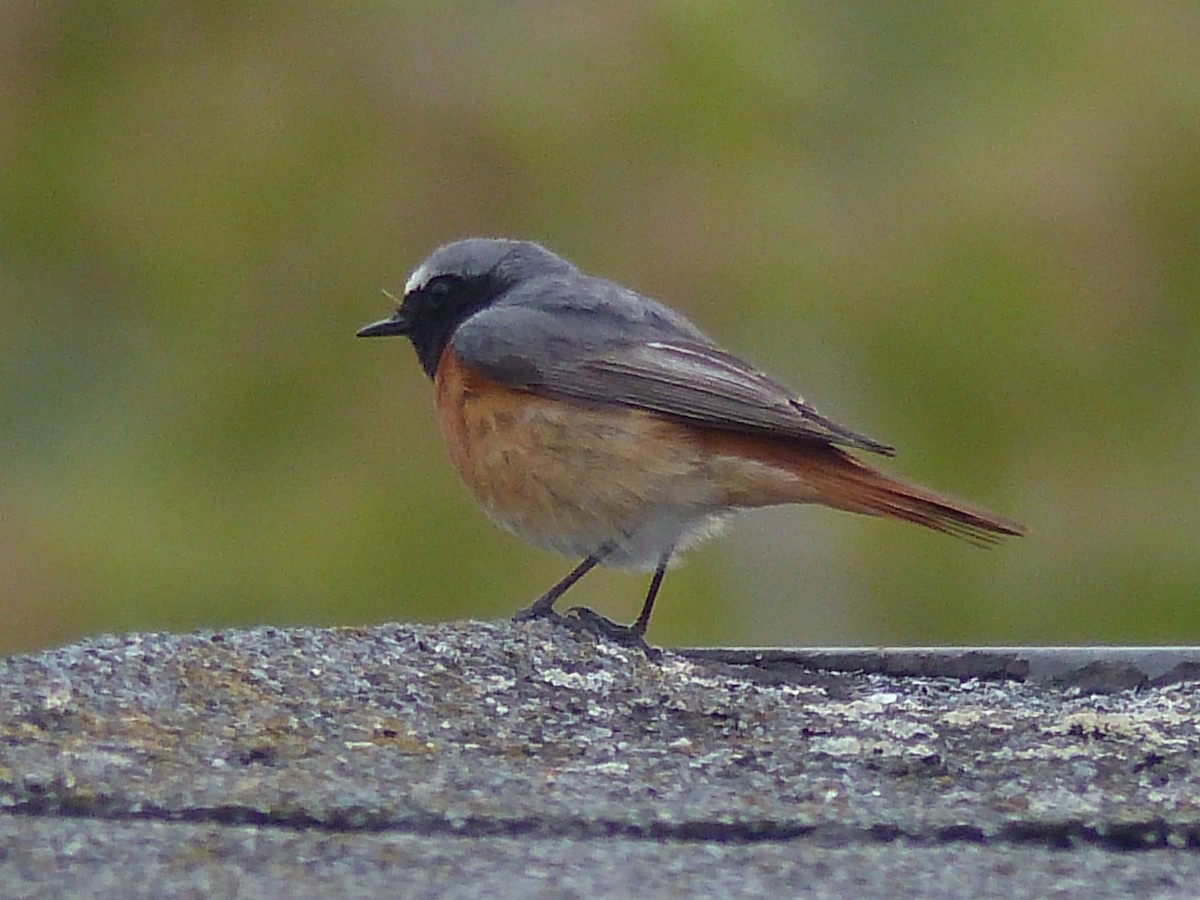 Common Redstart - ML263219421