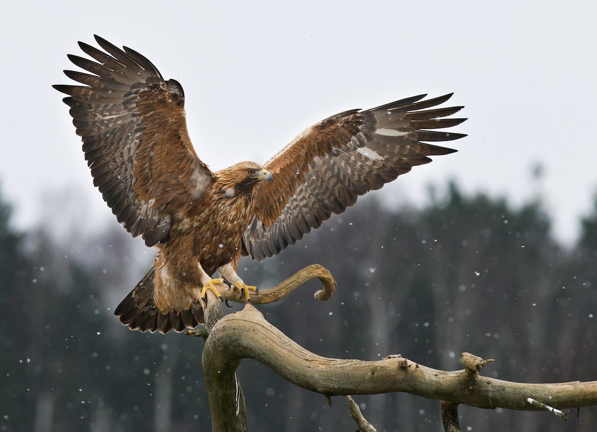 Golden Eagle - Lars Petersson | My World of Bird Photography