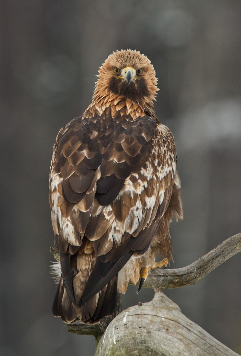 Golden Eagle - ML263221111