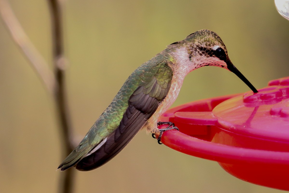Black-chinned Hummingbird - Bill Lupardus