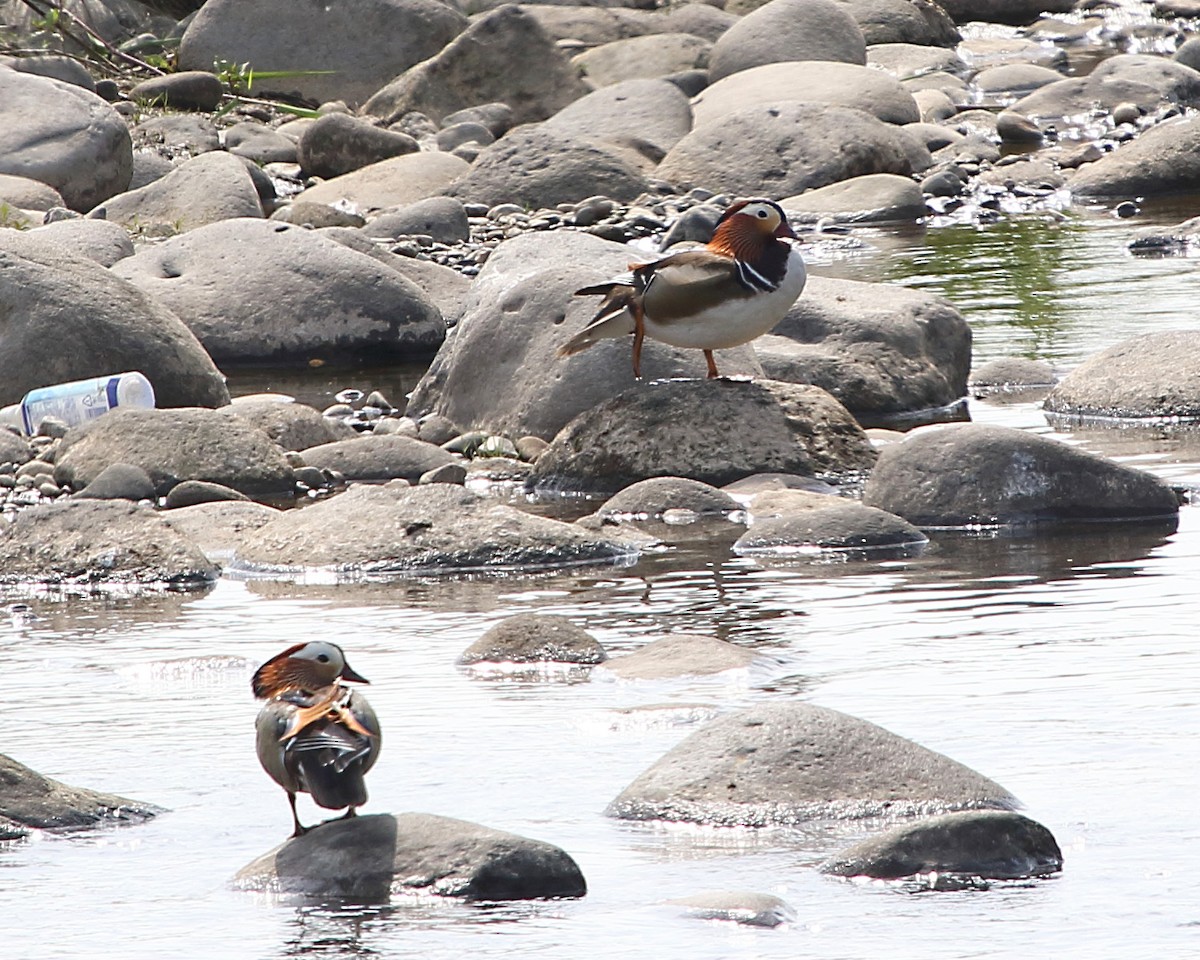 Mandarin Duck - ML263221541