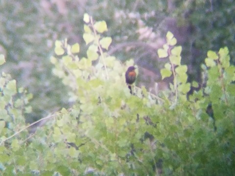 Yellow-headed Blackbird - ML263221961