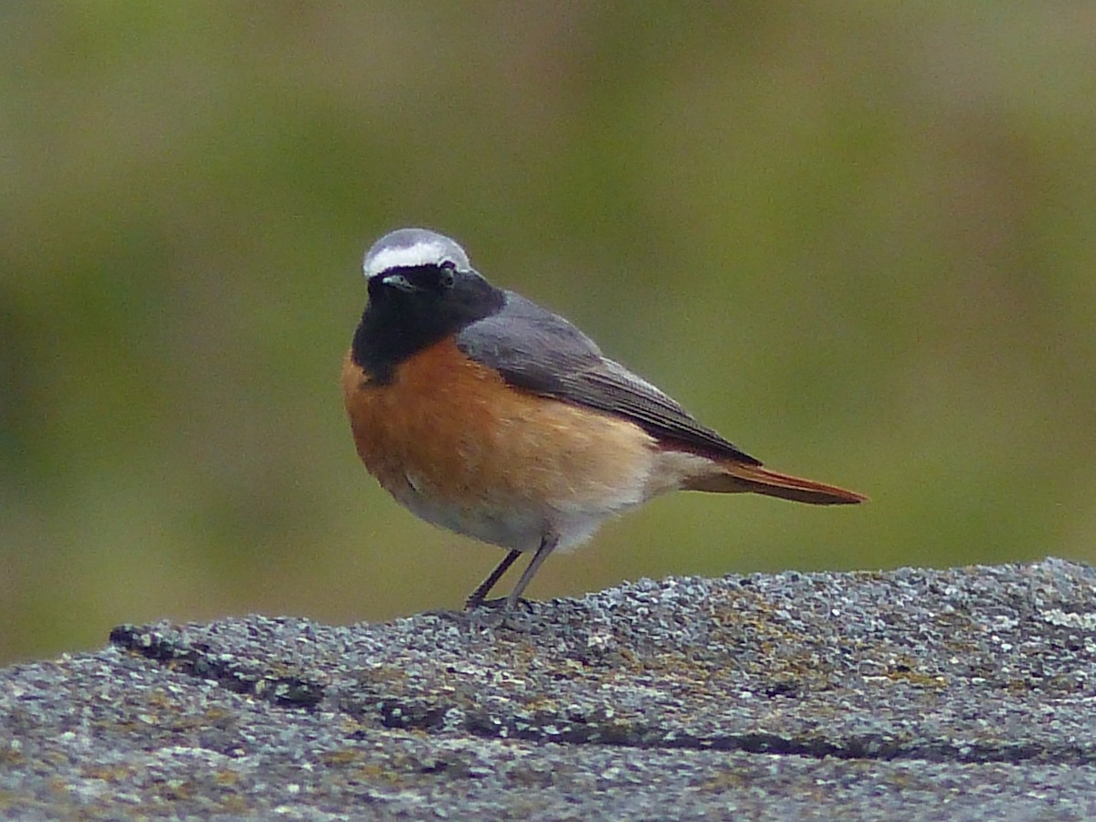 Common Redstart - ML263223301