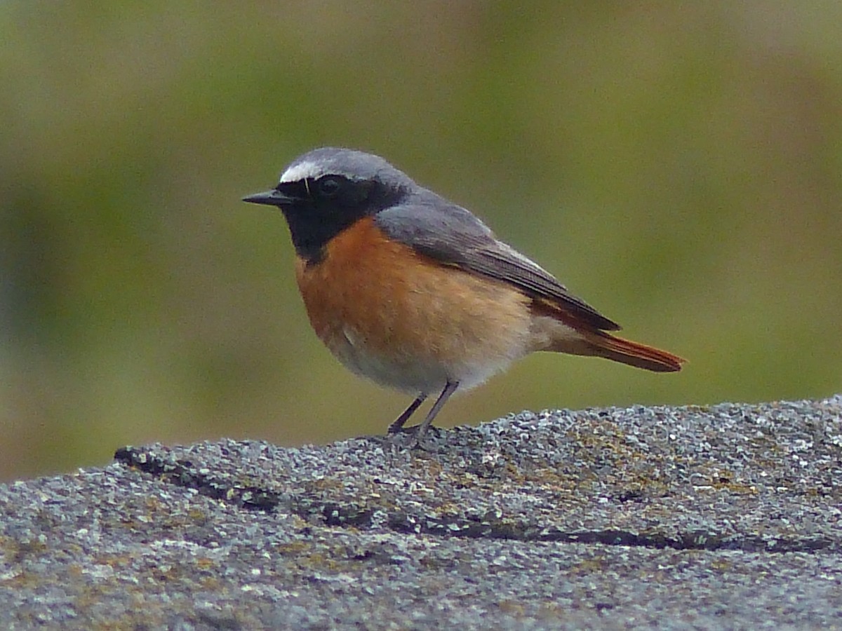 Common Redstart - ML263223311