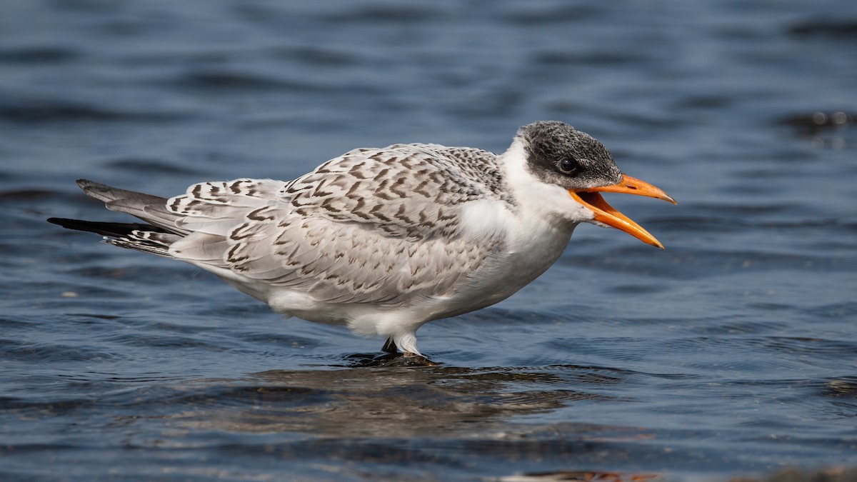 Caspian Tern - ML263223581