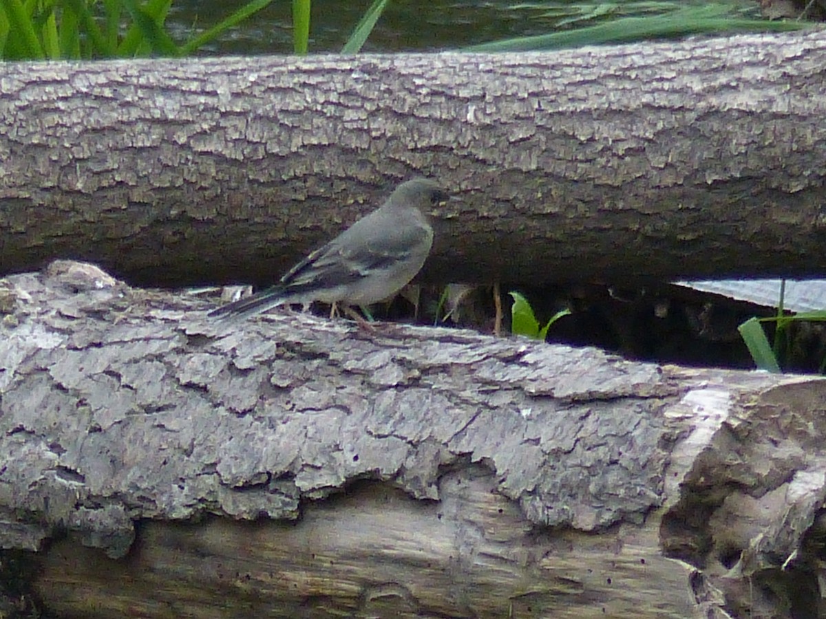 White Wagtail - ML263223911