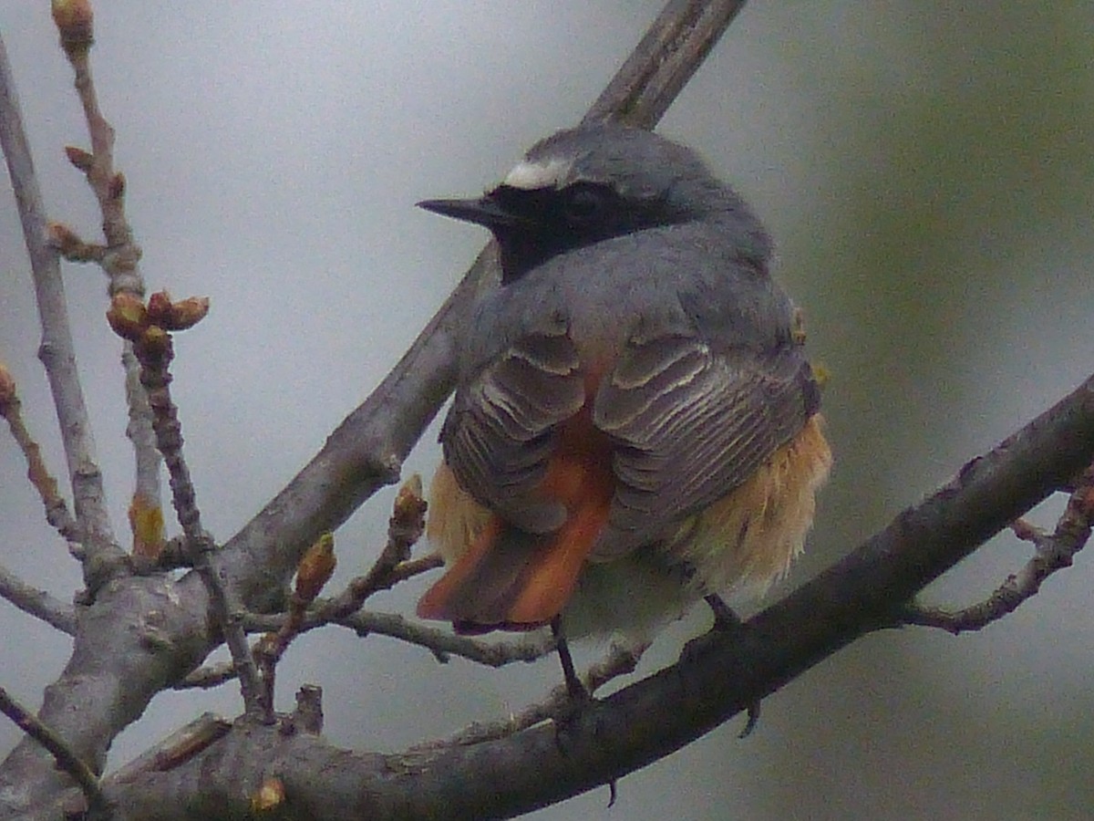 Common Redstart - ML263224141