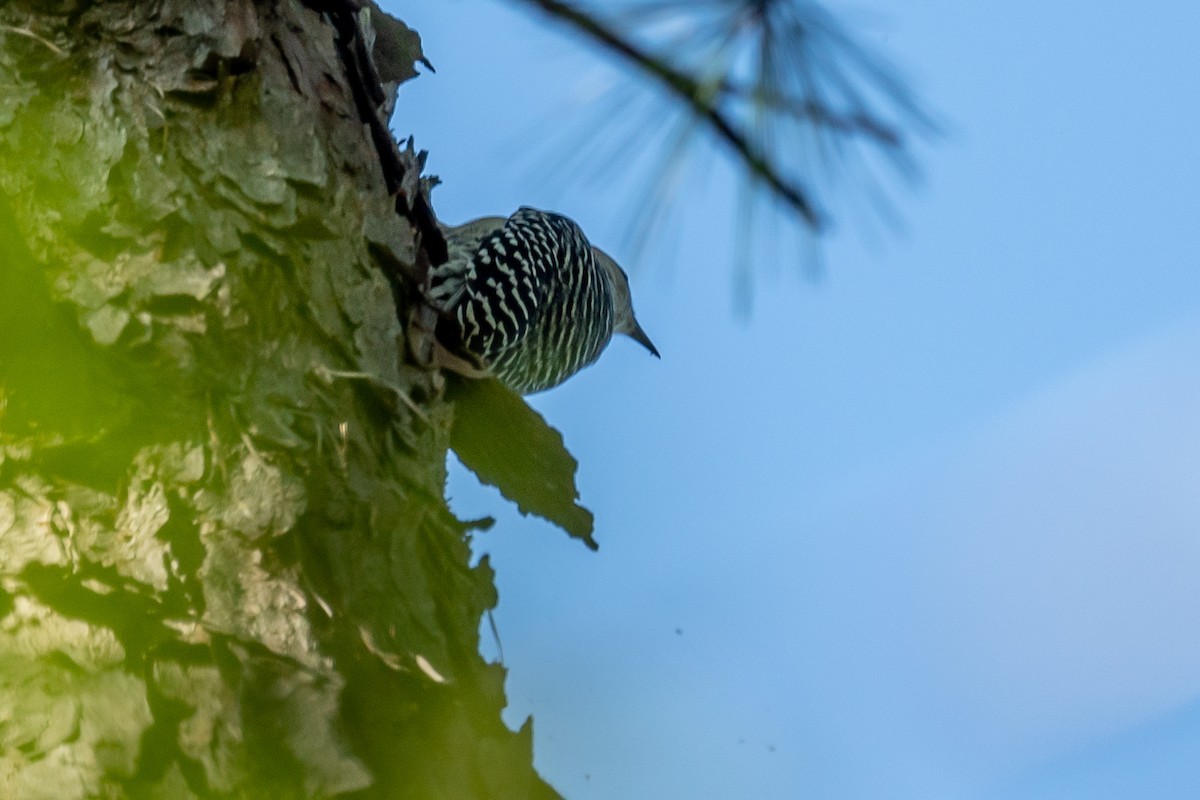 Red-bellied Woodpecker - ML263224271