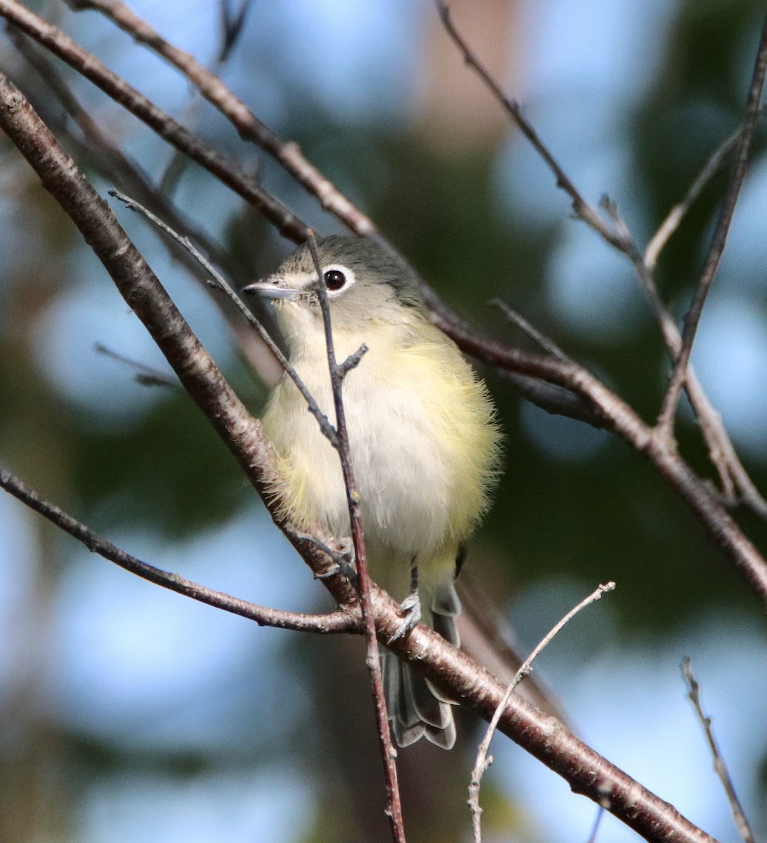 Graukopfvireo - ML263225341