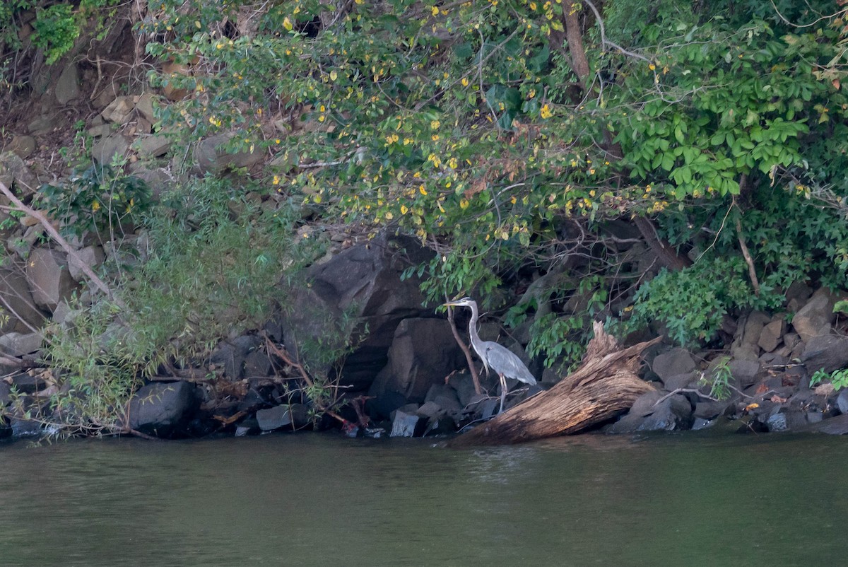 Great Blue Heron - ML263225531