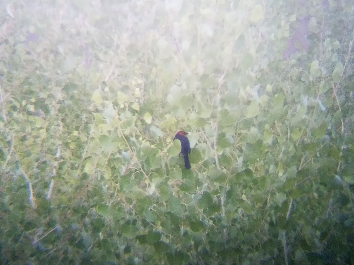 Yellow-headed Blackbird - ML263225591
