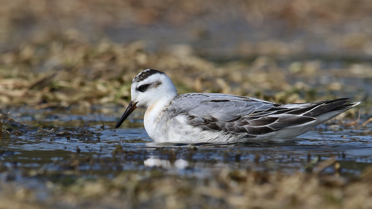 Red Phalarope - ML263225821