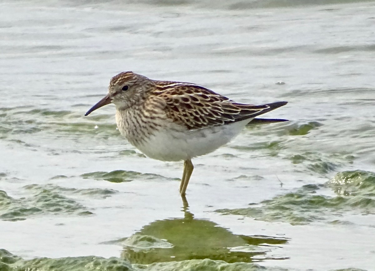 Pectoral Sandpiper - ML263229991