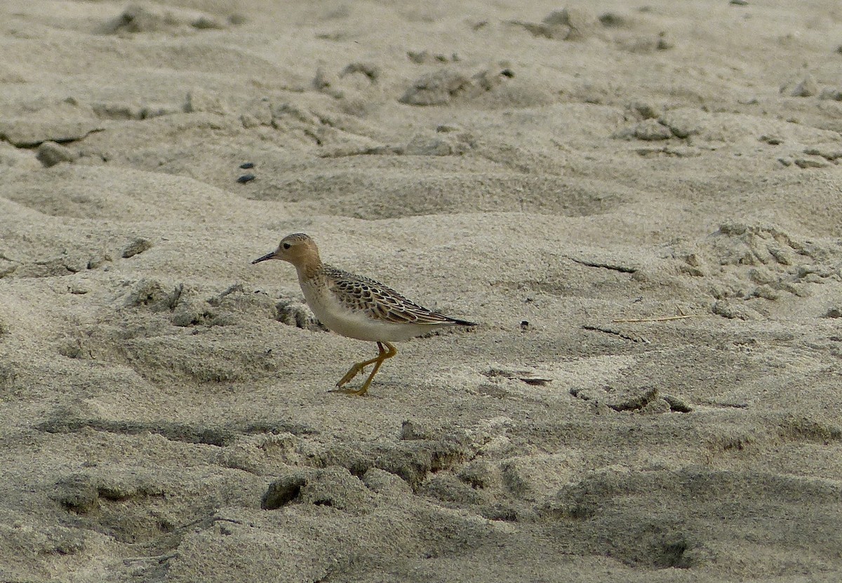 Buff-breasted Sandpiper - ML263230141