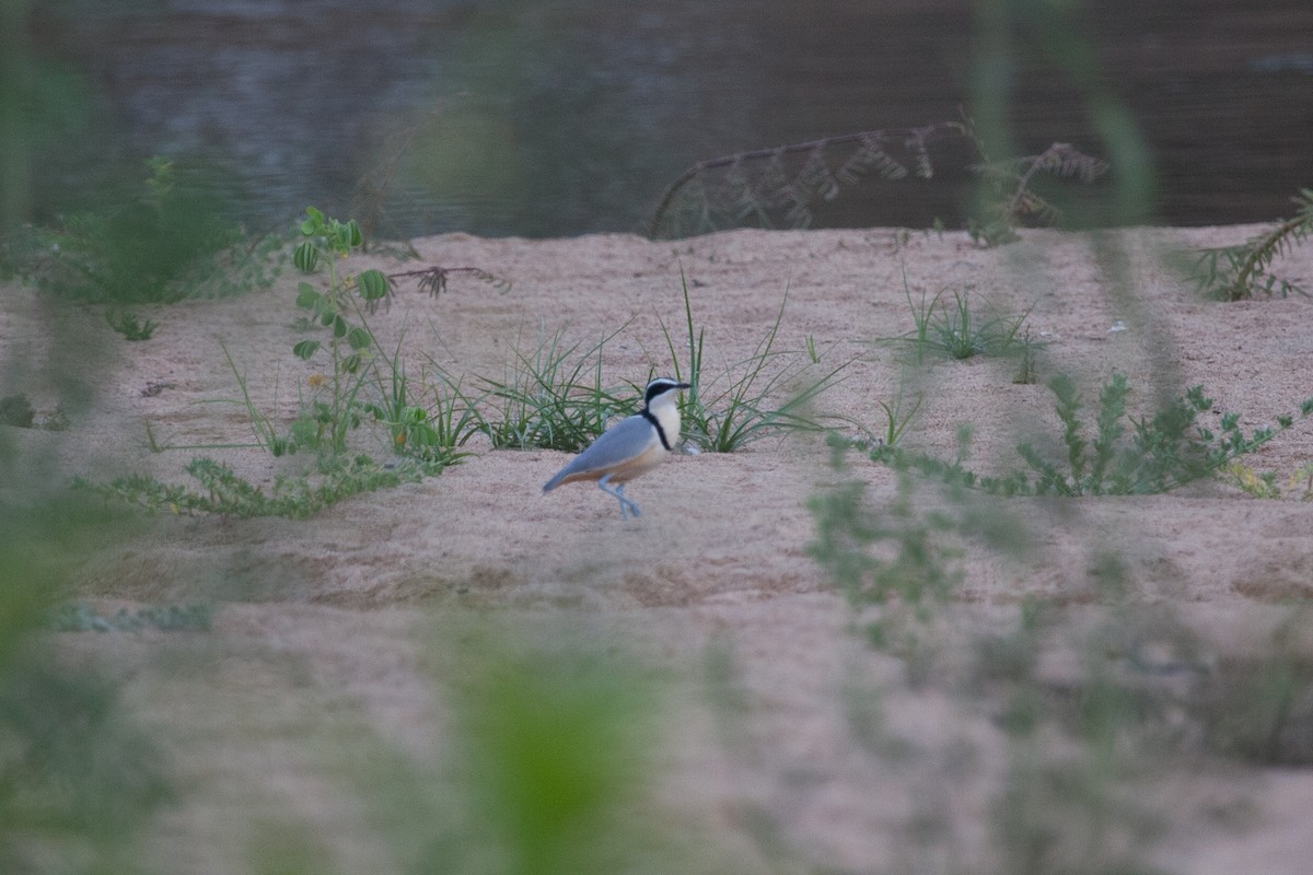 Egyptian Plover - ML263230991