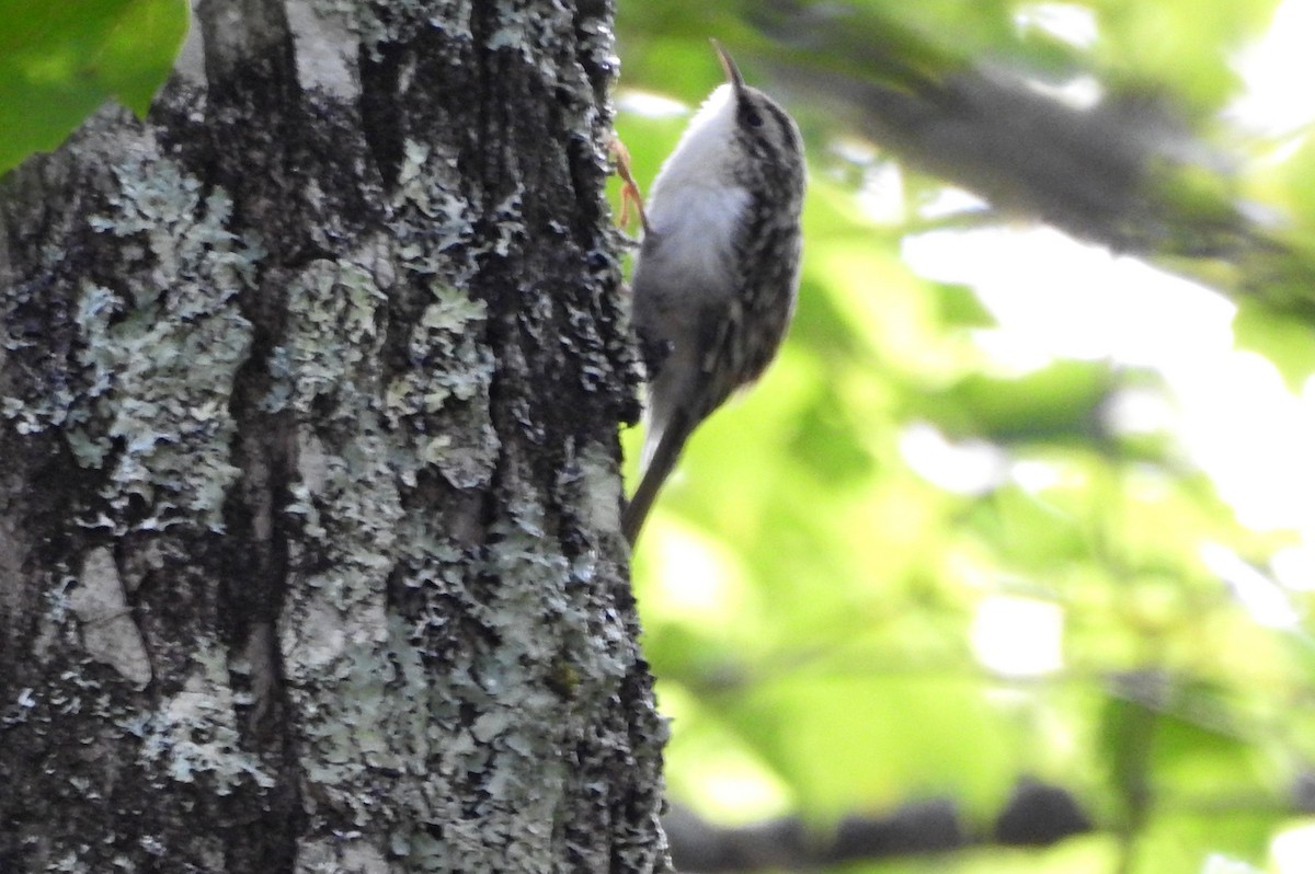 Brown Creeper - ML263231121