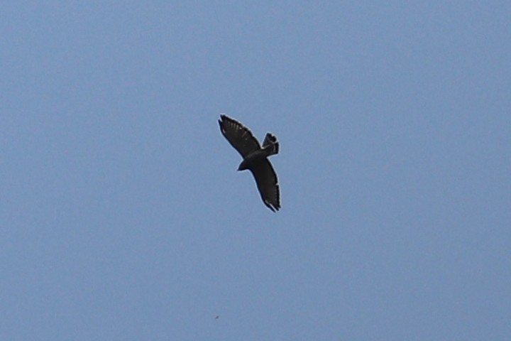 Broad-winged Hawk - ML263231521